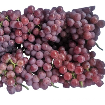 fresh new crop chinese red globe grape Excellent quality delicious grape red with competitive price